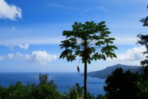 vue de la mer aux Seychelles